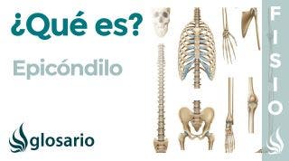 EPICÓNDILO | Qué es, significado, dónde está, función y lesiones