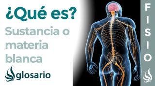 SUSTANCIA BLANCA | Qué es, ubicación, cómo está formada, función y lesiones