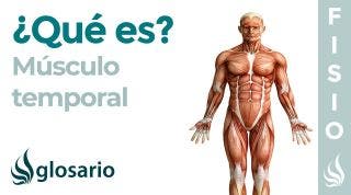 Músculo TEMPORAL | Qué es, ubicación, origen, inserción, inervación, función y lesiones
