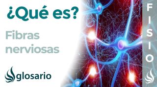 FIBRAS NERVIOSAS | Qué son, componentes, ubicación y funciones