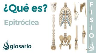 EPITRÓCLEA | Qué es, qué significa, ubicación, función y dolor