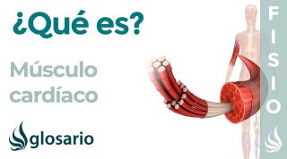 MÚSCULO CARDÍACO | Qué es, dónde se encuentra, componentes, cuál es su función y enfermedades