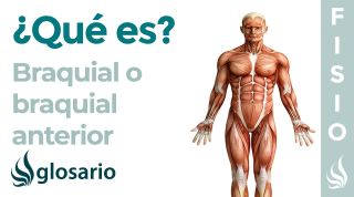 Músculo BRAQUIAL ANTERIOR | Qué es, ubicación, origen, inserción, inervación, función y lesiones