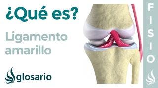 LIGAMENTO AMARILLO | Qué es, ubicación, origen, inserción, qué movimiento limita e hipertrofia