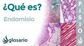 ENDOMISIO | Qué es, significado, dónde está, histología y función