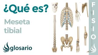 MESETA TIBIAL | Qué es, significado, ubicación, función y fractura