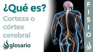 CORTEZA CEREBRAL | Qué es, ubicación, cómo trabaja, partes y función