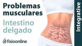 Intestino delgado:  problemas articulares y musculares que puede provocar