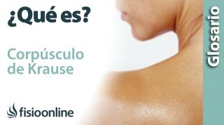 CORPÚSCULO de KRAUSE | Qué es, dónde se encuentra, cuál es su función y enfermedades