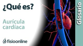 AURÍCULA CARDÍACA | Qué es, dónde se encuentra, cuál es su función y enfermedades