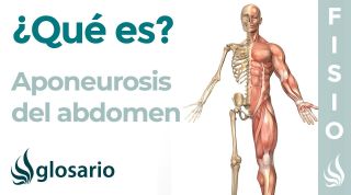APONEUROSIS del ABDOMEN | Qué es, planos, ubicación y función