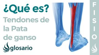 TENDÓN de la PATA de GANSO | Qué es, músculos que lo conforman, dónde se inserta, función y lesiones