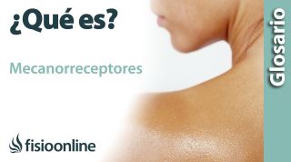 MECANORRECEPTORES | Qué es, dónde se encuentran, cuál es su función e importancia