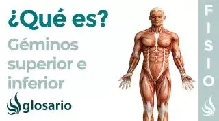 Músculos GÉMINOS SUPERIOR e INFERIOR | Qué es, ubicación, origen, inserción, inervación y función