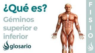Músculos GÉMINOS SUPERIOR e INFERIOR | Qué es, ubicación, origen, inserción, inervación y función