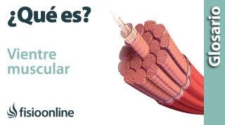 VIENTRE MUSCULAR | Qué es, dónde se encuentra, función y enfermedades