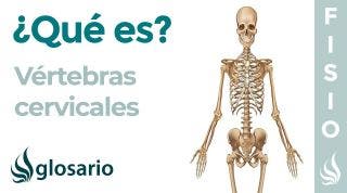 Huesos VÉRTEBRAS CERVICALES | Qué son, qué significa, ubicación, función, lesiones