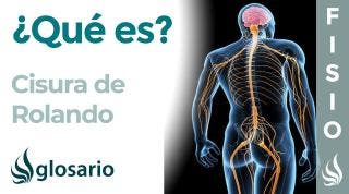 CISURA de ROLANDO | Qué es, dónde se encuentra y función
