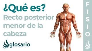 Músculo RECTO POSTERIOR MENOR | Qué es, ubicación, origen, inserción, inervación y función