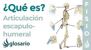Articulación GLENOHUMERAL | Qué es, partes, tipo de articulación, movimientos y lesiones