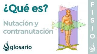 NUTACIÓN y CONTRANUTACIÓN | Qué es, qué parte del cuerpo realiza este movimiento y cómo se produce