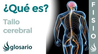 TALLO CEREBRAL | Qué es, cómo funciona, partes, para qué sirve y lesiones