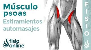 Músculo Psoas. Cómo afecta a tus lumbares y cómo puedes tratarlo con ESTIRAMIENTOS y AUTOMASAJES