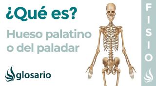 Hueso PALATINO | Qué es, significado, dónde está, función y cuáles son sus lesiones