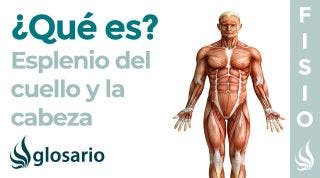 Músculo ESPLENIO | Qué es, etimología, origen, inserción, función y lesiones