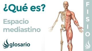 MEDIASTINO | Qué es, dónde se encuentra, qué estructuras alberga y lesiones