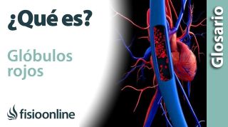 GLÓBULOS ROJOS | Qué son, dónde se encuentran, tipos, funciones, importancia y enfermedades
