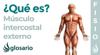 Músculo INTERCOSTAL EXTERNO | Qué es, ubicación, origen, inserción, inervación y función
