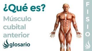 Músculo FLEXOR CUBITAL del CARPO | Qué es, función, origen, inserción, inervación y lesiones