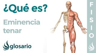 EMINENCIA TENAR | Qué es, ubicación, inervación, estructuras, función y lesiones