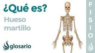 Hueso MARTILLO | Qué es, significado, dónde se encuentra, para qué sirve y lesiones
