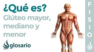 Músculos GLÚTEOS | Qué son, función, origen, inserción, inervación y lesiones