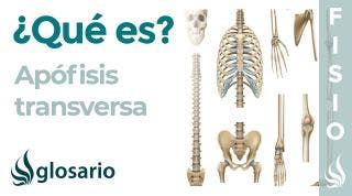 APÓFISIS TRANSVERSA | Qué es, significado, dónde se encuentra, para qué sirve y lesiones