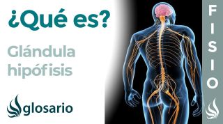 HIPÓFISIS | Qué es, ubicación, cómo funciona, qué hormonas produce y lesiones