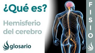 HEMISFERIO CEREBRAL | Qué es, dónde se sitúa, funciones y lesiones
