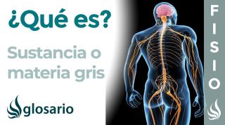SUSTANCIA GRIS | Qué es, ubicación, cómo actúa, partes y función