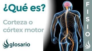 CORTEZA MOTORA | Qué es, ubicación, cómo trabaja, partes, funciones y lesiones