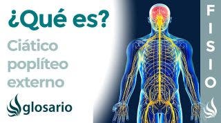 Nervio CIÁTICO POPLÍTEO EXTERNO | Qué es, dónde se origina, ramificaciones, qué inerva y lesiones