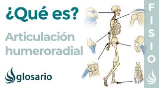 Articulación HUMERORADIAL | Qué es, ubicación, tipo de articulación y movimientos