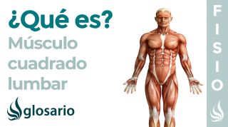 Músculo CUADRADO LUMBAR | Qué es, cómo fortalecer, origen, inserción, inervación y lesiones