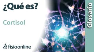 CORTISOL| Qué es, qué órgano la segrega, efectos, en qué estructuras del cuerpo actúa