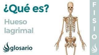 Hueso LAGRIMAL | Qué es, significado, dónde queda, función y alteraciones