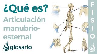 Articulación MANUBRIOESTERNAL | Qué es, ubicación, partes y función