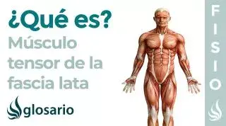 Músculo TENSOR de la FASCIA LATA | Qué es, origen, inserción, inervación, función y lesiones