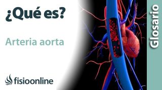 AORTA | Qué es, ubicación, recorrido, ramificaciones y lesiones