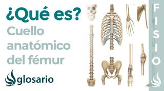 CUELLO ANATÓMICO DEL FÉMUR | Qué es, significado, ubicación, para qué sirve y lesiones